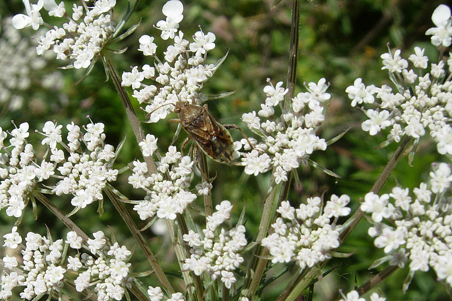 Stictopleurus.. almeno penso!